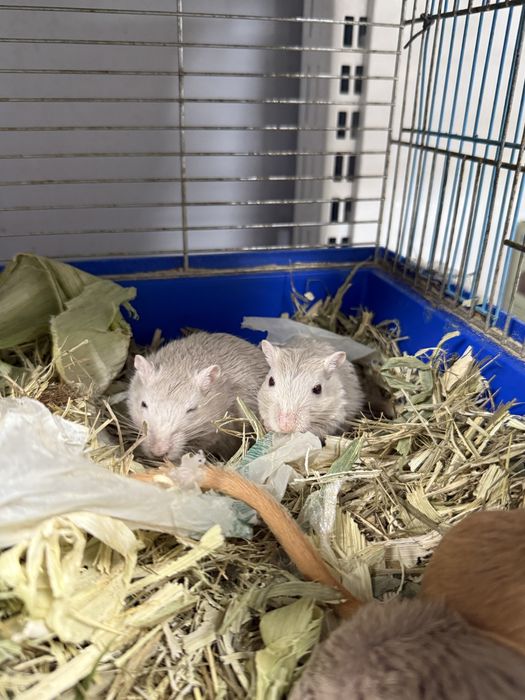 Песчанка (от 1 месяца)