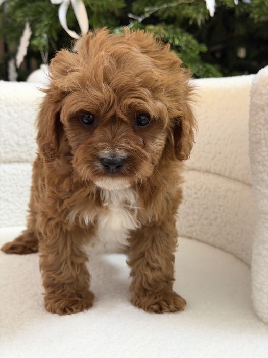 Cavapoo uroczy piesek