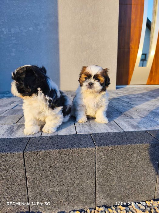 Shih Tzu szczeniak