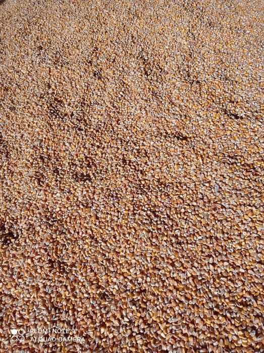 Kukurydza sucha 2025