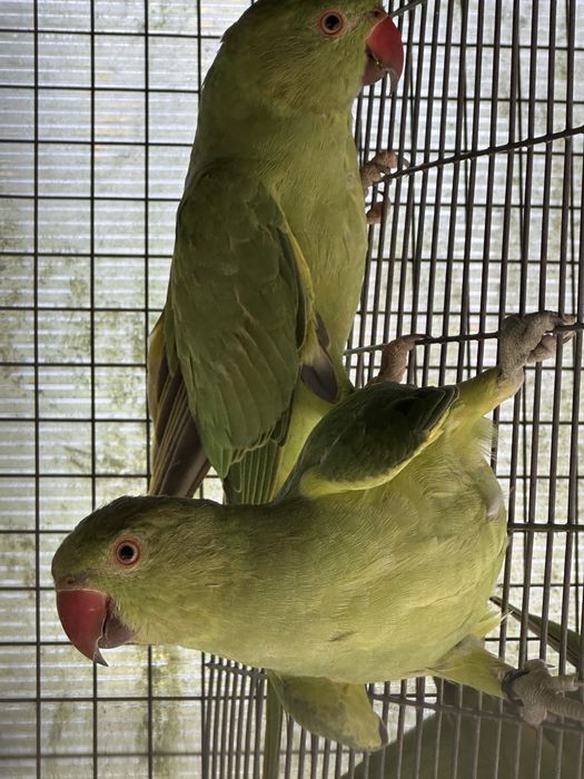 Ring Necks Verde
