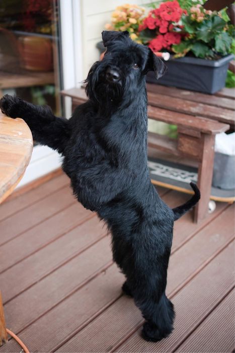 Цвергшнауцер,дівчинка чорного кольору