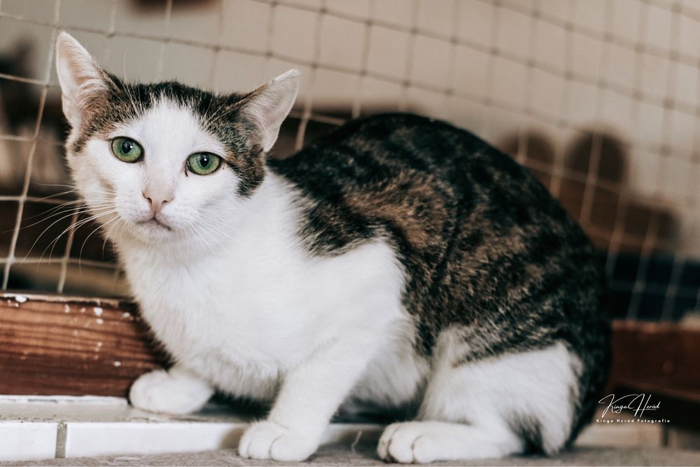 Bajka - nieśmiała, młoda koteczka do adopcji