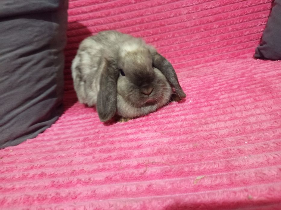 Królik mini lop samiczka