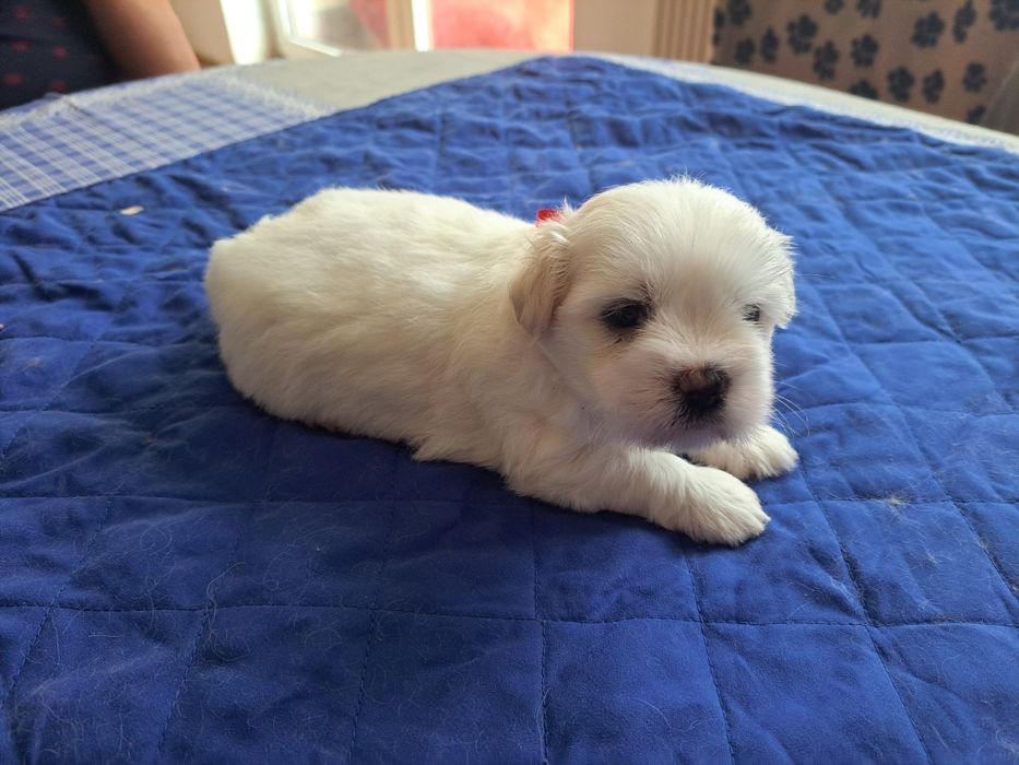 Coton de Tulear FCI