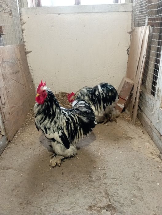 Продаю півників карликового кохінхіна окрас мрамор.