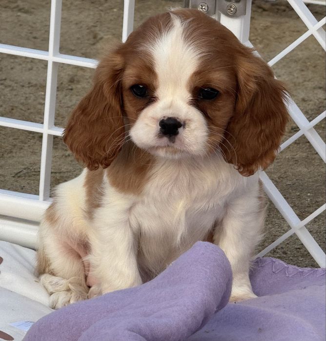Cavalier King Charles spaniel suczka blenheim ruby z rodowodem