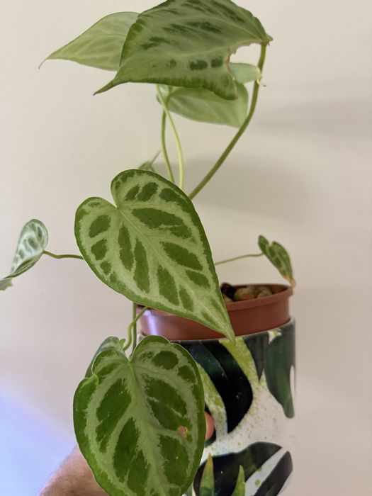 Anthurium diversos