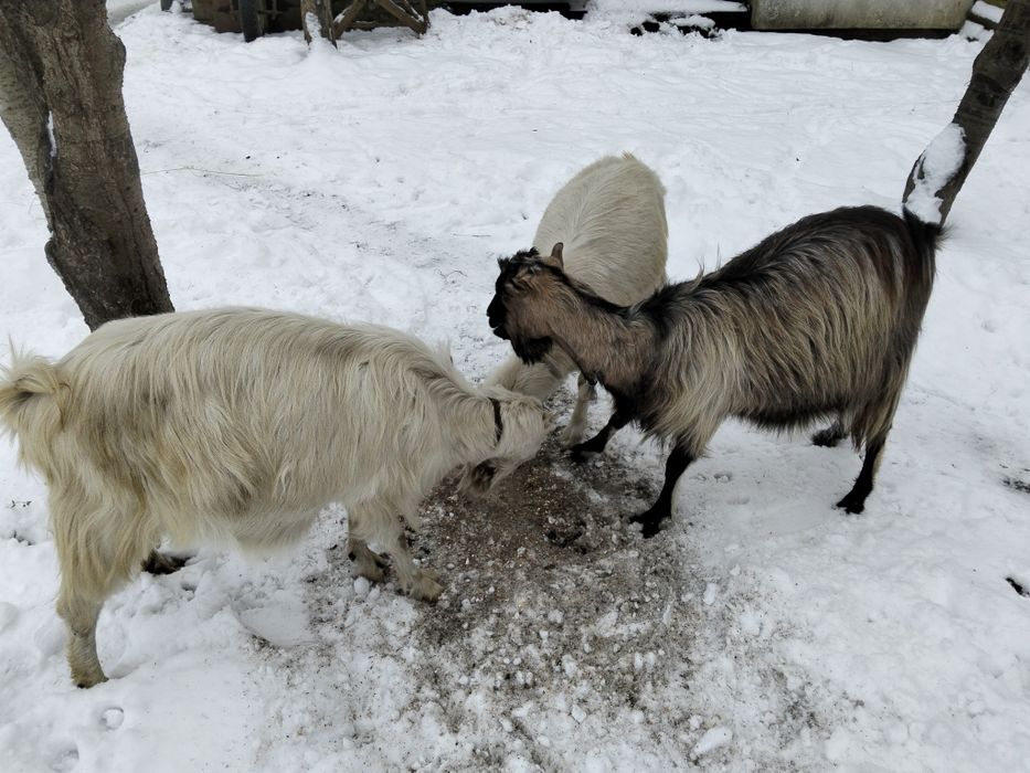 Продам кози молоді