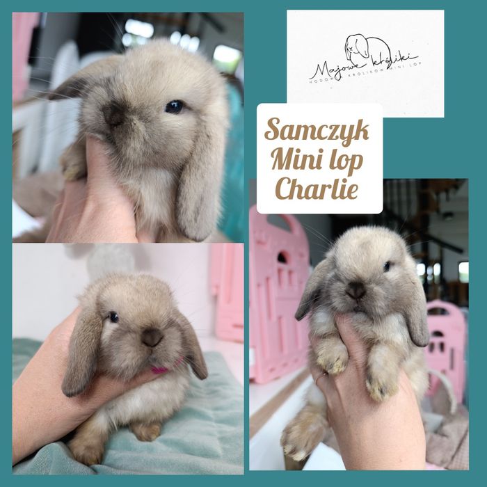 Królik króliczek mini lop hodowla zarejestrowana