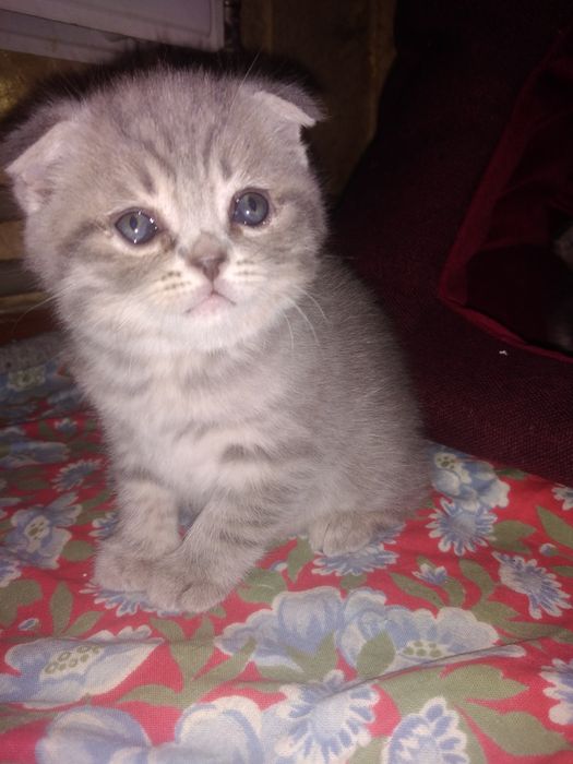 Шотландські кошенята