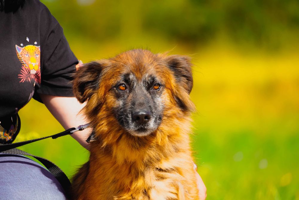 Wiwat - super fajny pies do adopcji