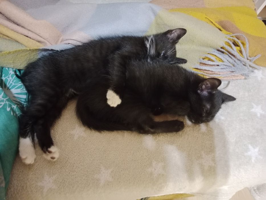 Oddam kotków w dobre ręce