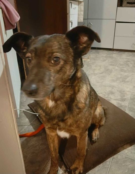 Benuś najlepszy przyjaciel kota.