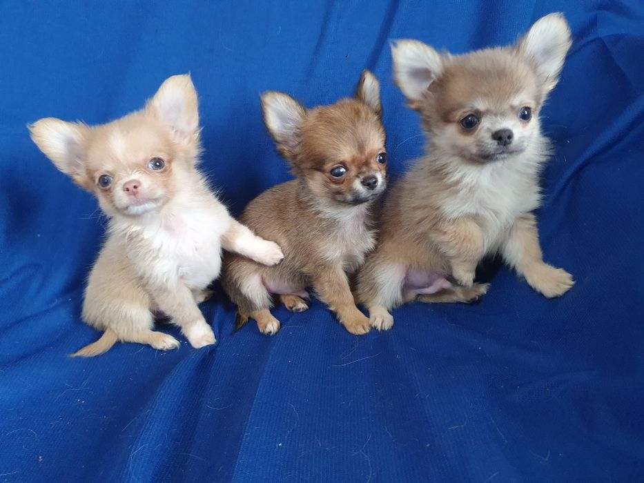 Три красивых братишки чишки