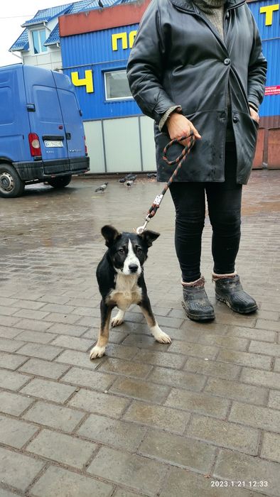 Щеня хлопчик Патрон