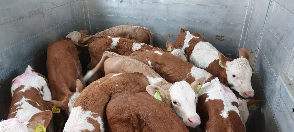 Cielęta Byczki Simental 100% Extra Forma