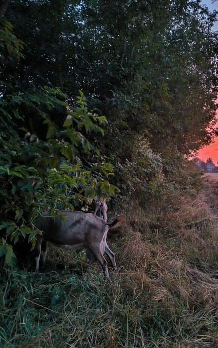 Альпийская дойная коза альпiйские кози  #козаальпiйска