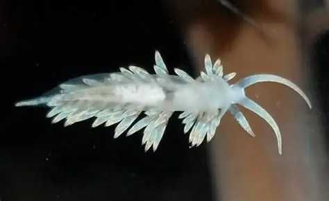 Berghia Nudibranquio controlo de aiptasias