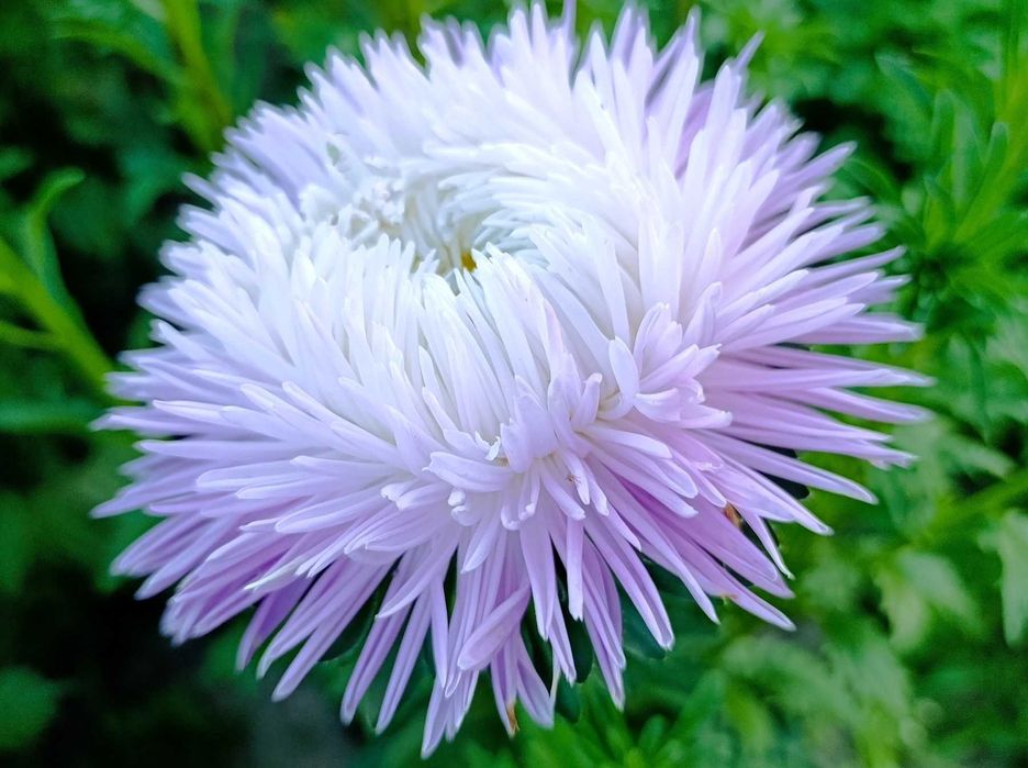 Пропоную своє домашнє насіння -  Айстра махрова