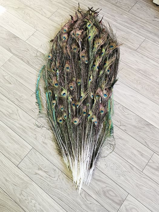 Pawie pióra pawi tren