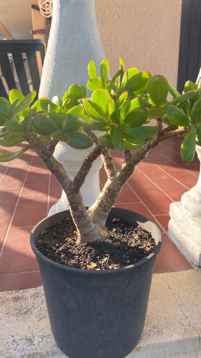 Vendo suculenta Jade