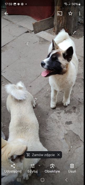 W dalszym ciągu szukam od 2023r