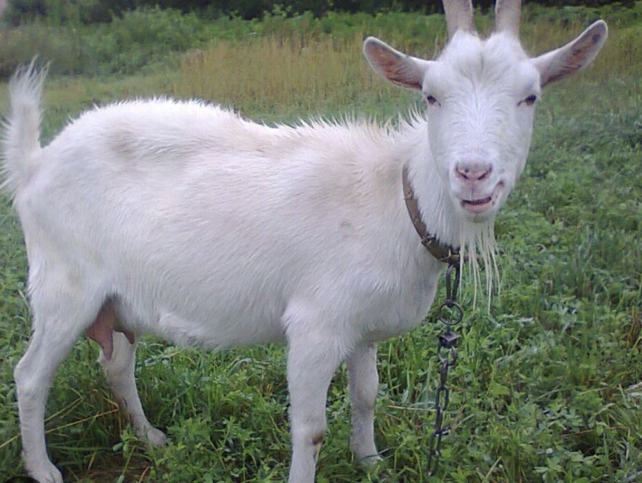 Продам кізку молочної породи.