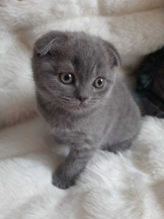 Терміново. Чистокровний шотландський котик.