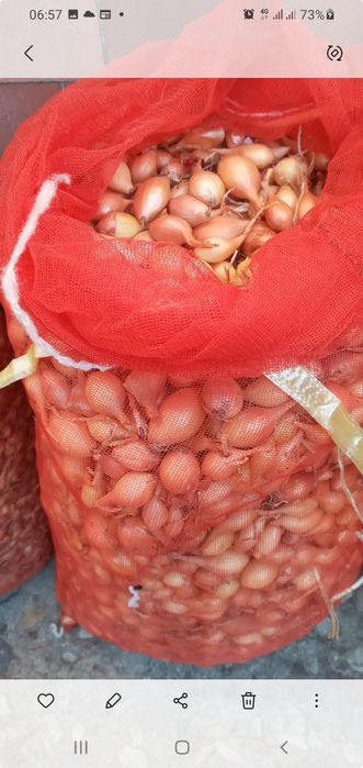 Насiння гарбуза украiнська багатопiдна 100 гр