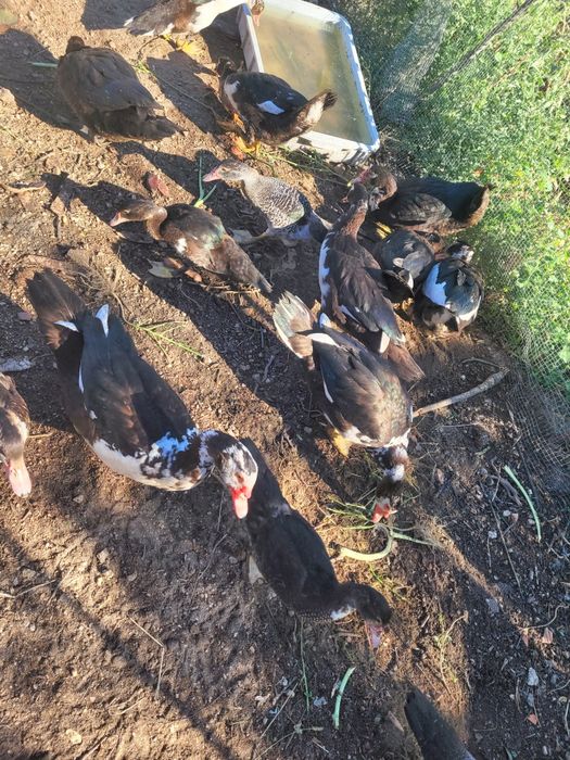 Patos para venda