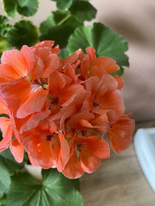 герань, пеларгония белая, красная, коралловая, розовая  лимонная