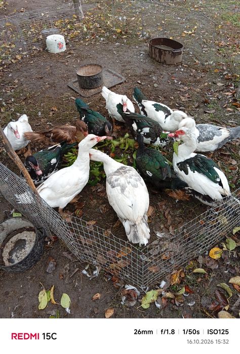 Продам моксусних качок