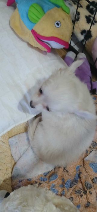 Chihuahua fêmea linda