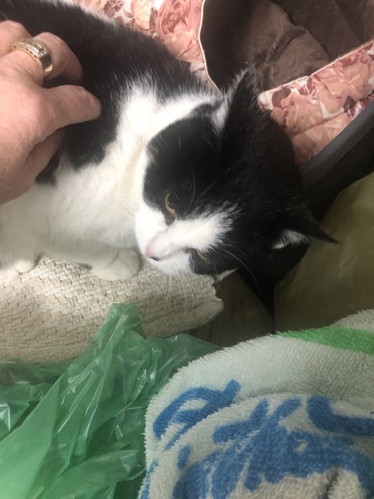 Kicia czeka na swój wymarzony dom