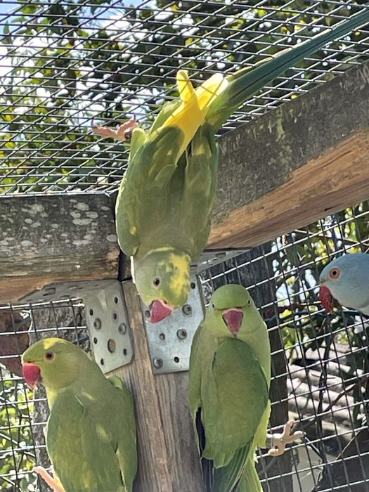 Casal adulto rung necks malhados