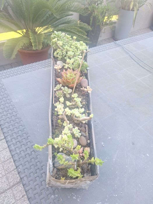 Plantas variadas