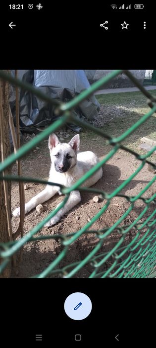 Цуценя безкоштовно