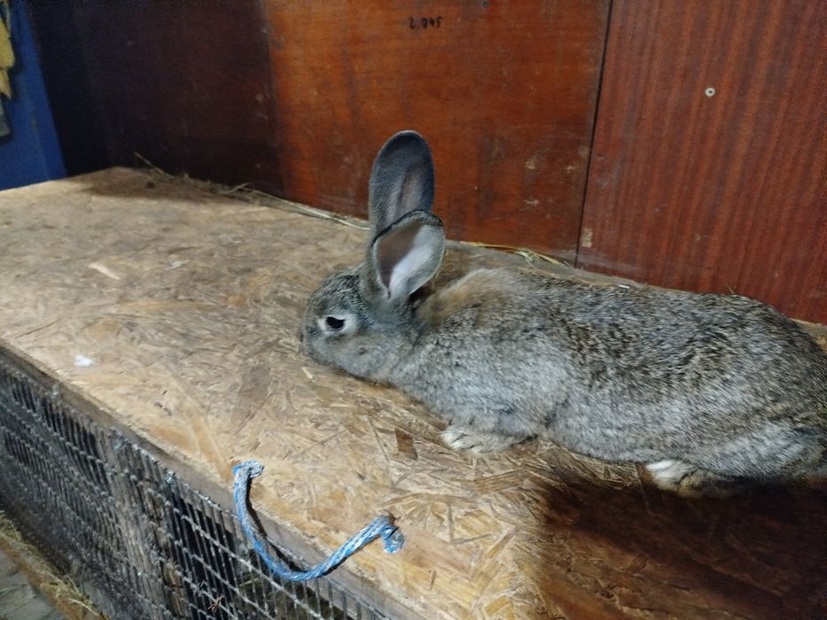 Кролі 3 місяці )