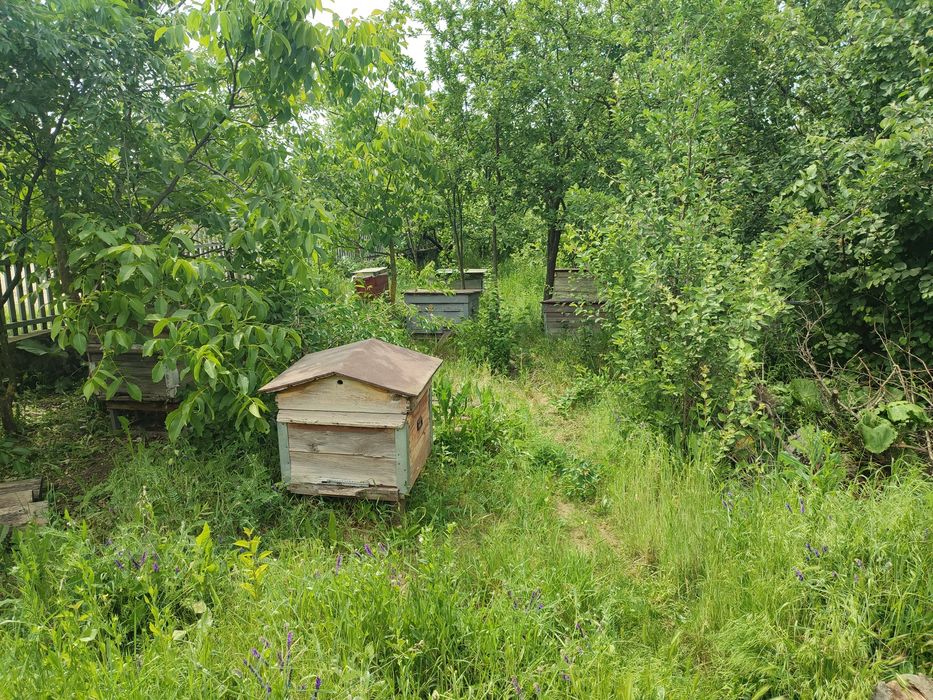 Продам власну пасіку