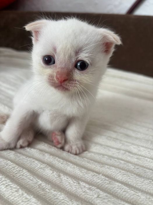 Шотландські котята