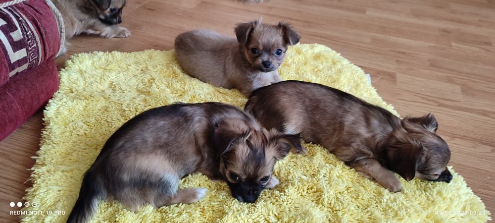 Чихуахуа приглашение на вязку