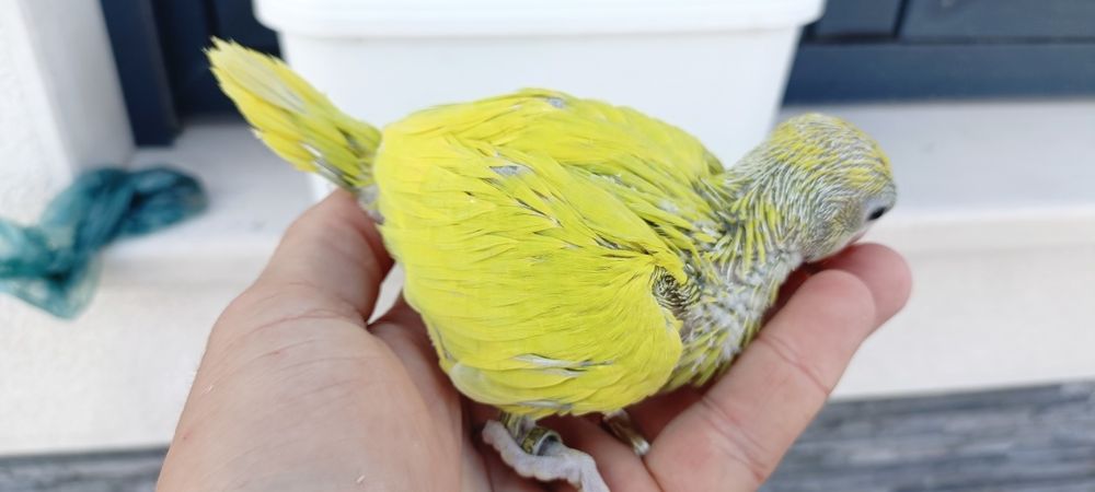 Ring Neck s diluídos para acabar de criar