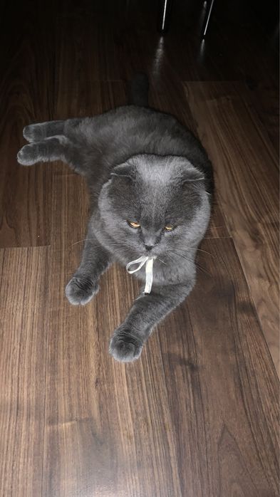 Шотландский вислоухий кот ищет кошечку