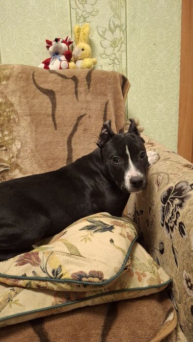 Чёрная девочка Амстаф