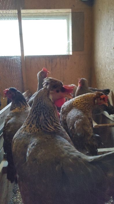 Легбар инкубационные яйца