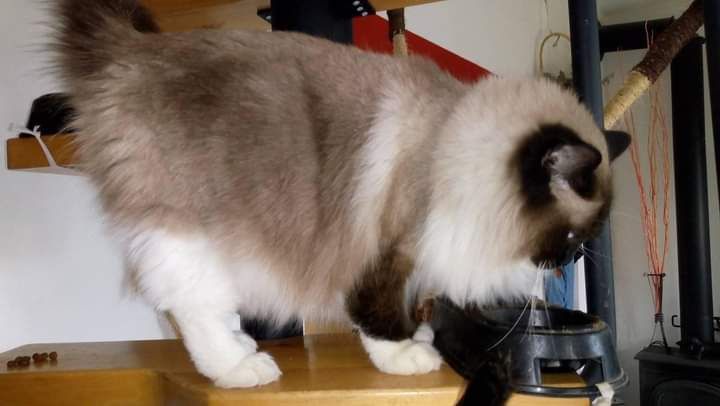 Kocięta ragdoll rodowód FPL