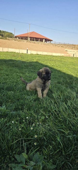 Cão Serra da Estrela c/ LOP