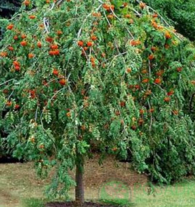 Горобина Персик Черешня Абрикоса Нектарин Магнолія Сакура Рододендрон