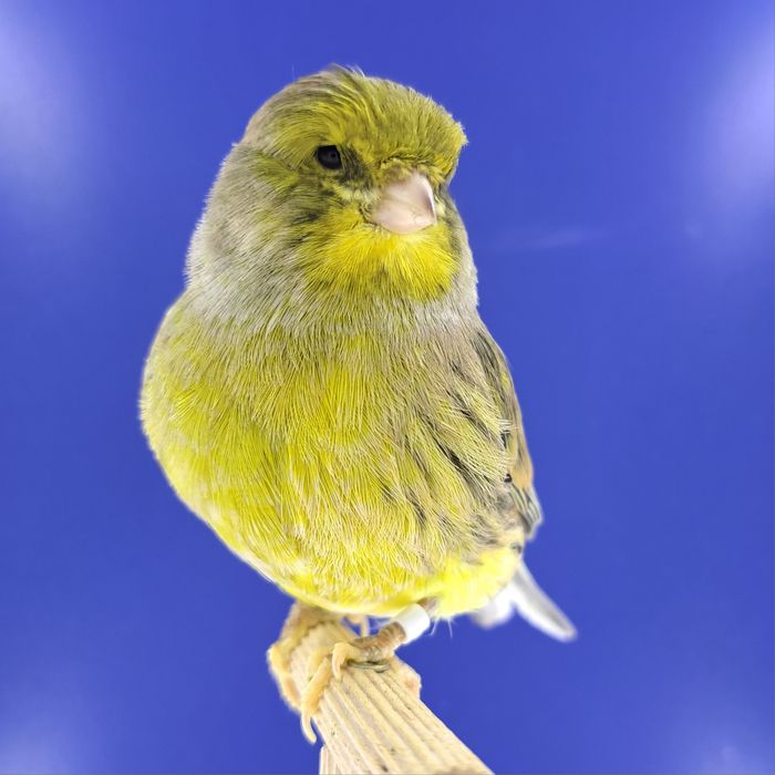 Kanarek, samczyk 14 - sprzedam, Wrocław